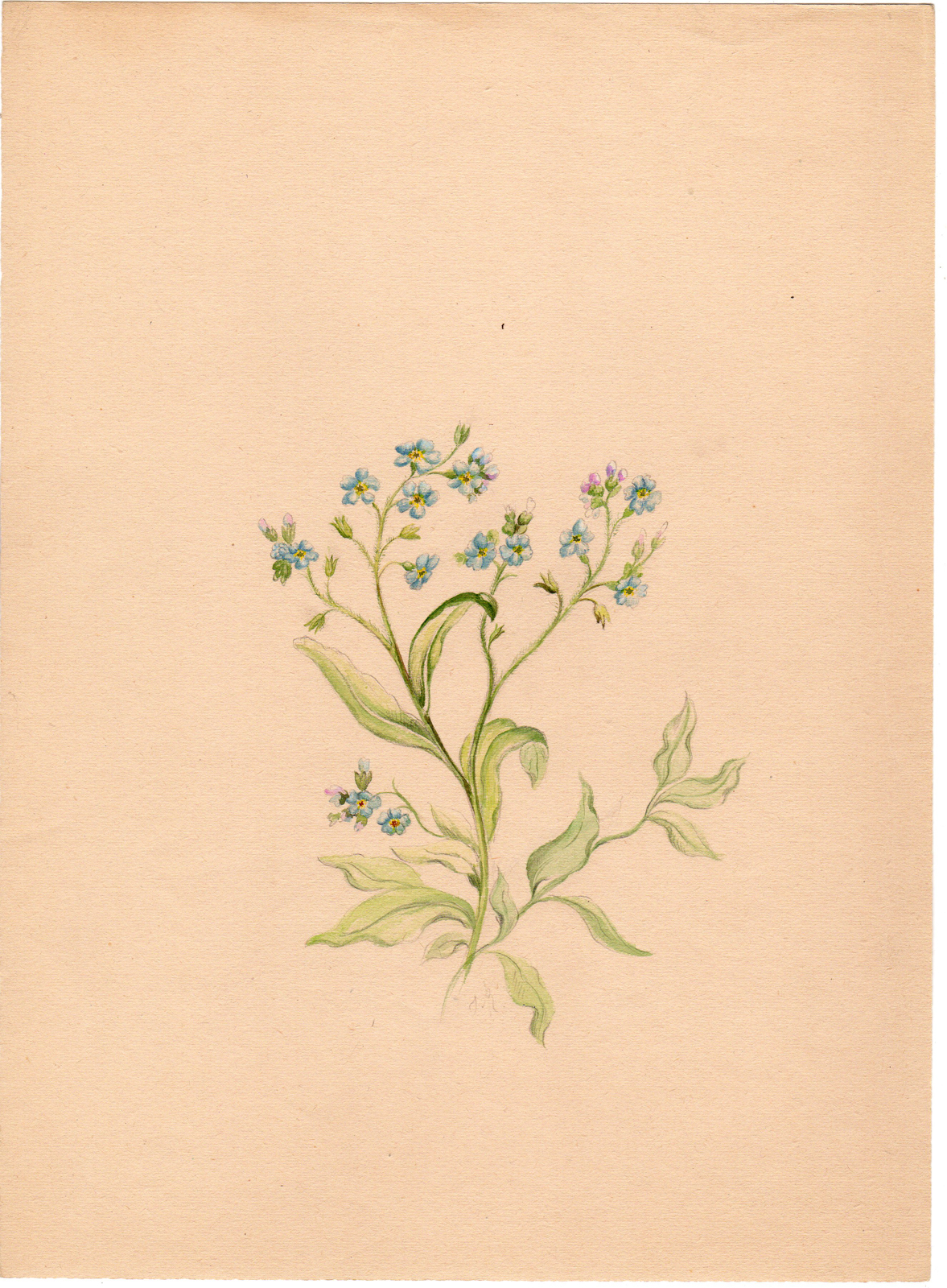 , Antique Drawing-PLANT-FORGET ME NOT- MYOSOTIS-Anonymous-c. 1900, Pictura Antique Prints
