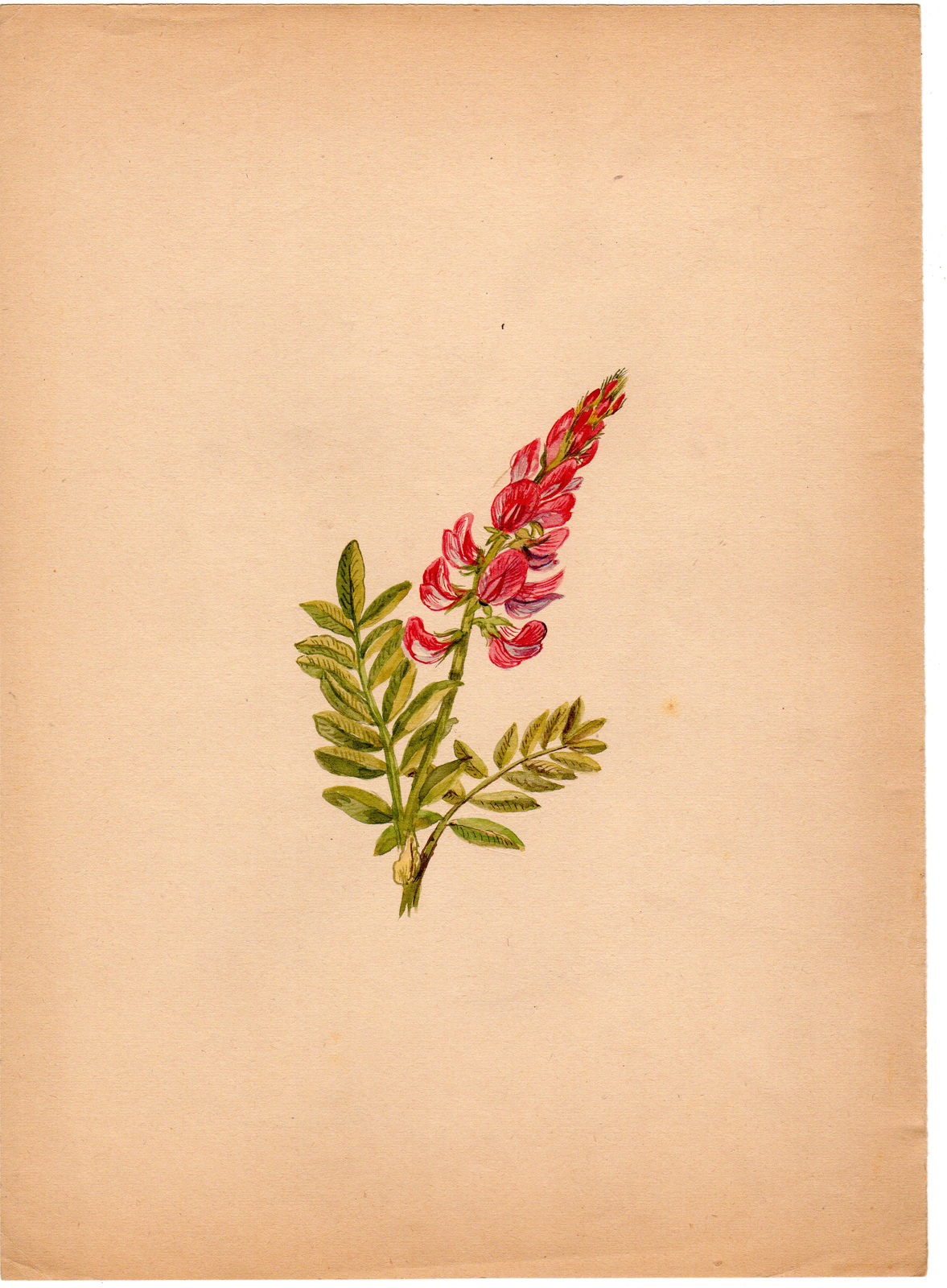 , Antique Drawing-PLANT-ESPARCETTE-ONOBRYCHIS VICIIFOLIA-Anonymous-c. 1900, Pictura Antique Prints
