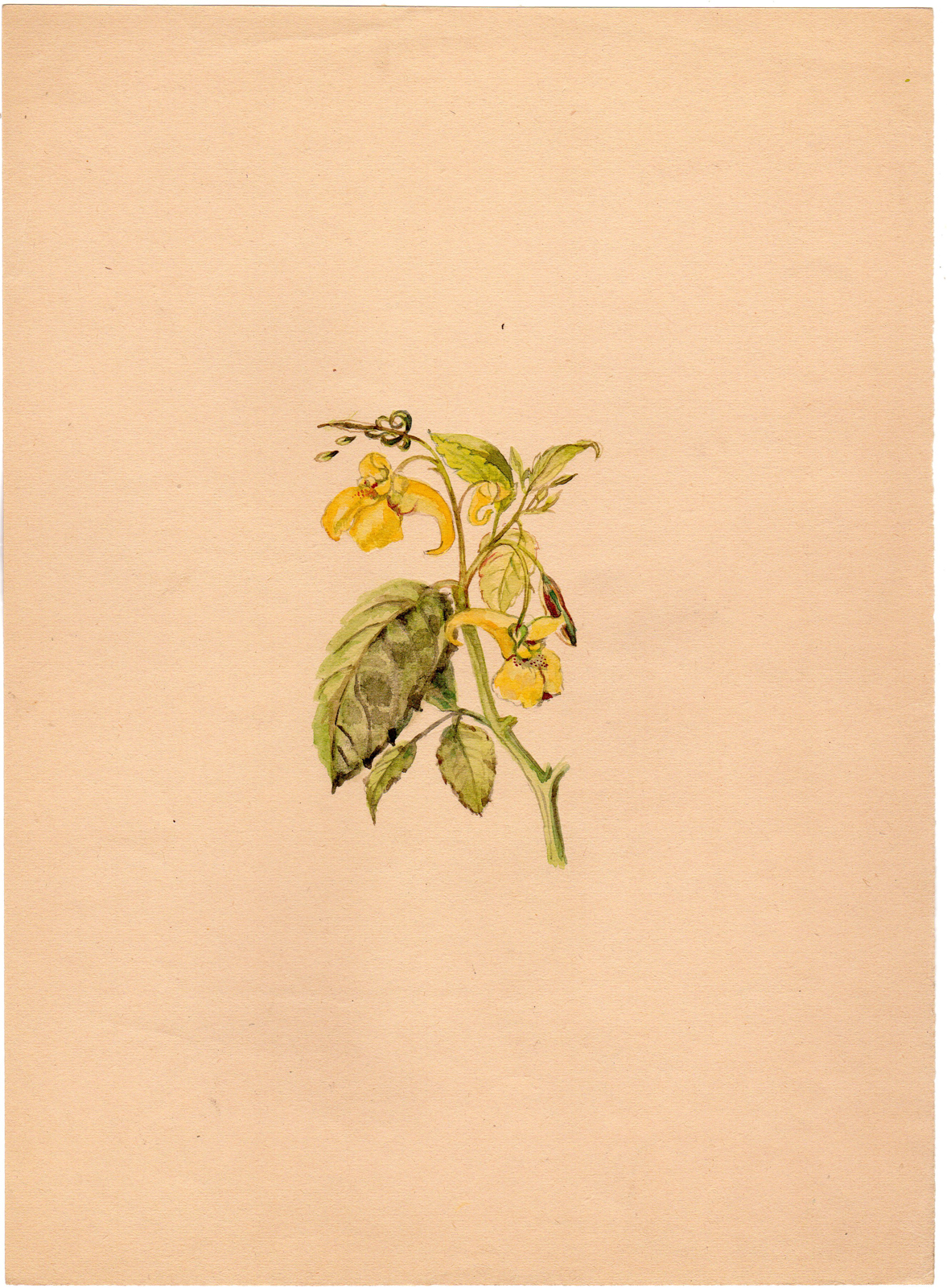 , Antique Drawing-FLOWER-TOUCH ME NOT BALSAM-IMPATIENS NOLI-Anonymous-c. 1900, Pictura Antique Prints