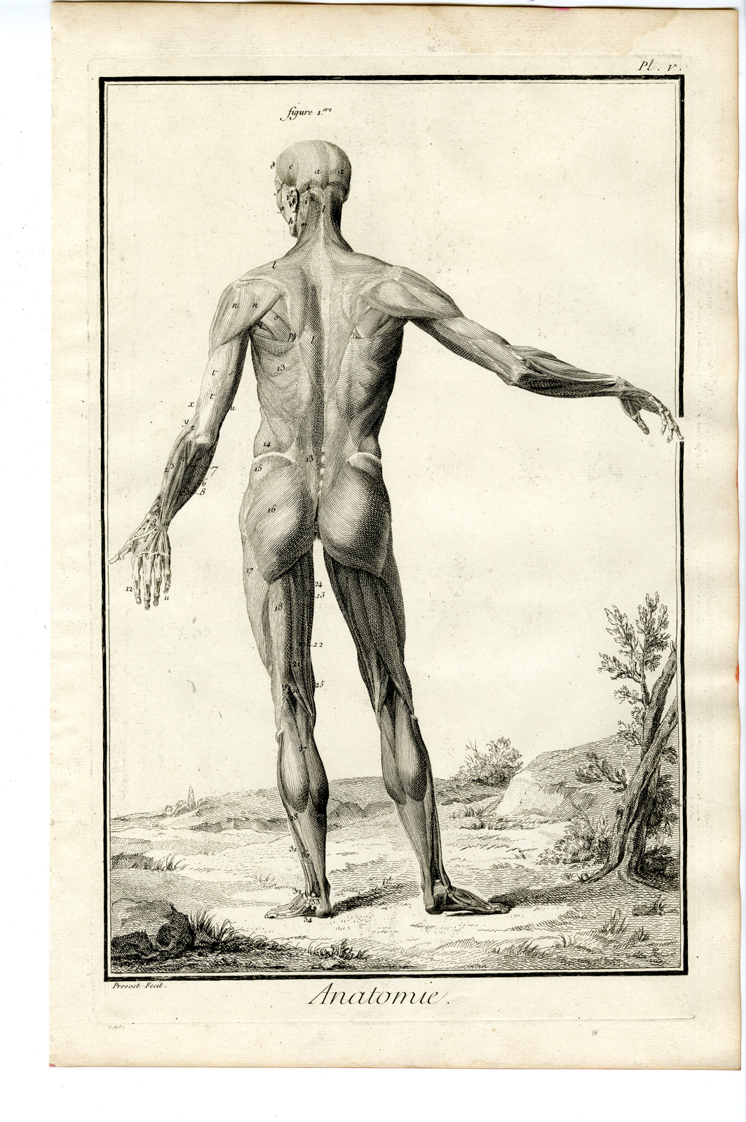 Pco 17307 416x626 Antique Print-HUMAN ANATOMY-SKELETON-MUSCLES-REAR-Benard-Diderot-1779