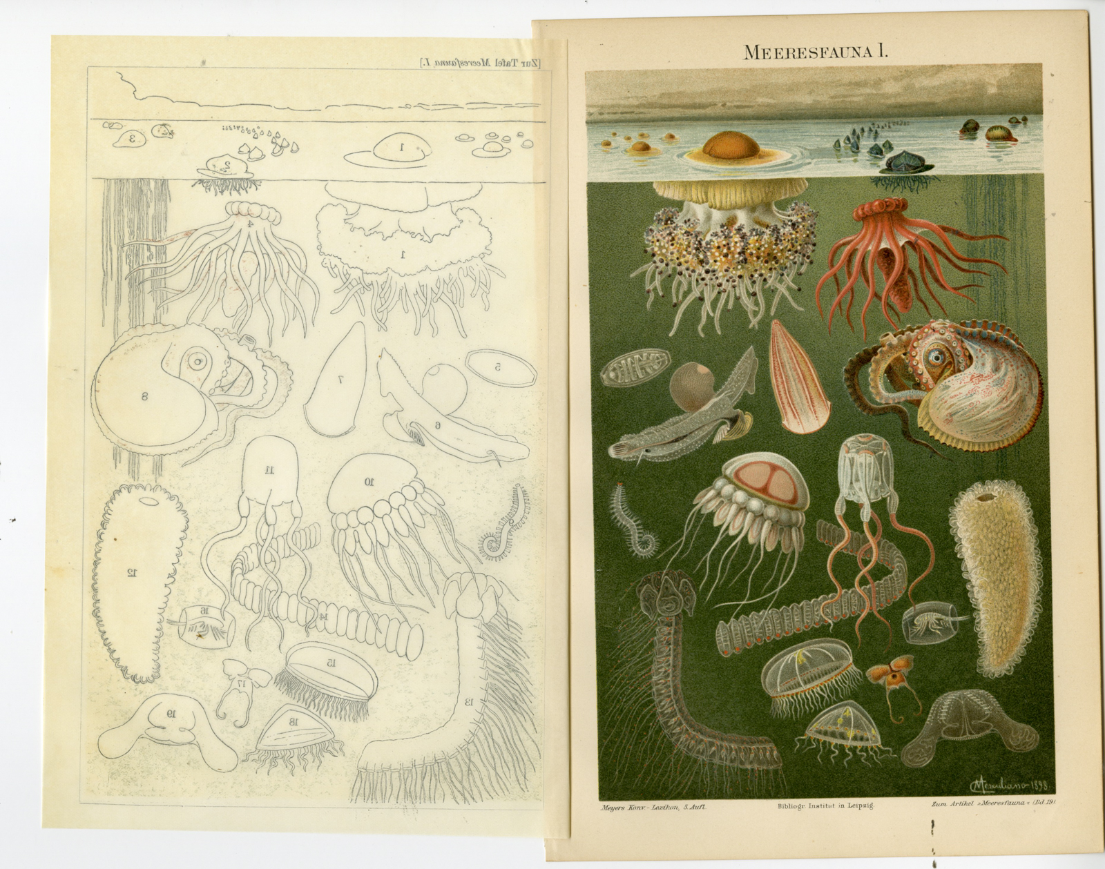 , Antique Print-JELLYFISH-OCTOPUS-SEA-MEERESFAUNA-PLATE I-Meyer-1898, Pictura Antique Prints
