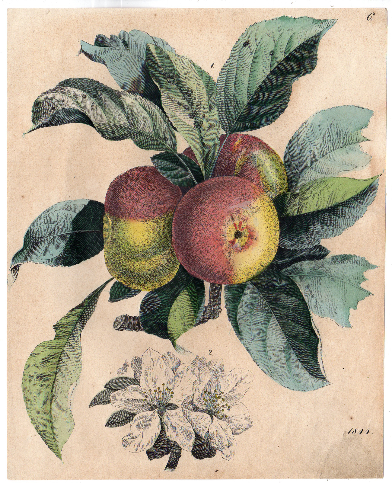 , Antique Print-FRUIT-APPLE-LEAFS-FLOWER-BUD-TREE-Anonymous-1844, Pictura Antique Prints