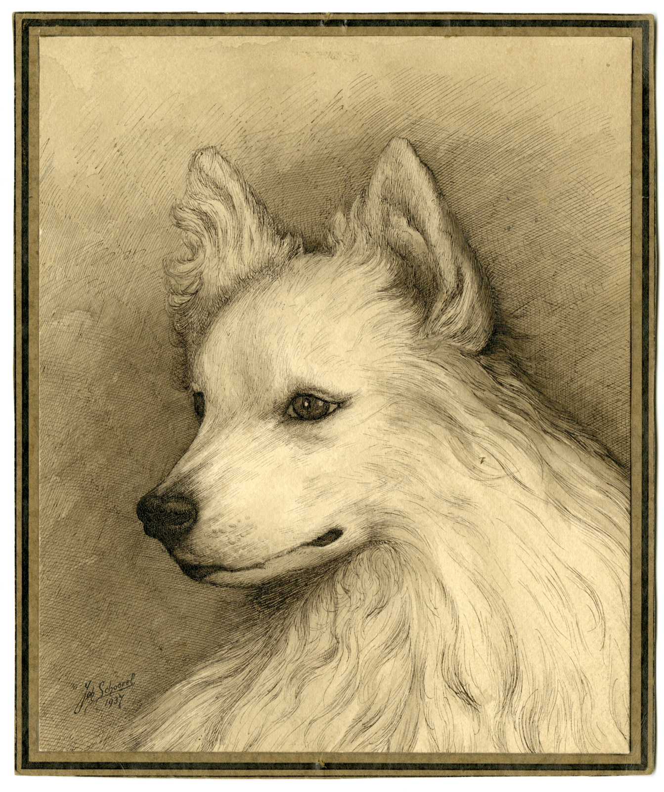 , Rare-Antique Drawing-DOGS HEAD-POMERANIAN-Schoorel-1937, Pictura Antique Prints