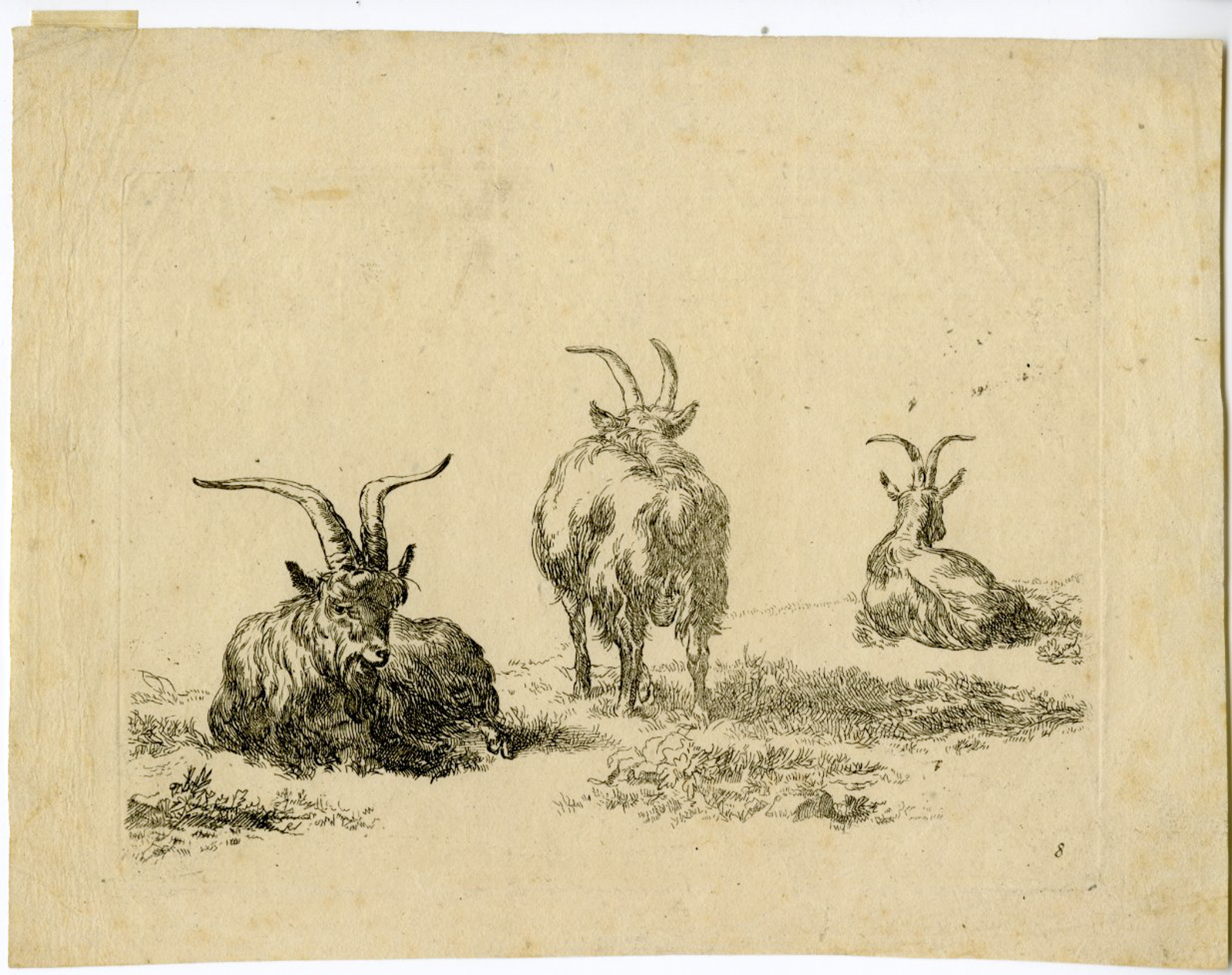, Antique Master Print-GOATS-RESTING-Vivares-Berchem-1719-1780, Pictura Antique Prints