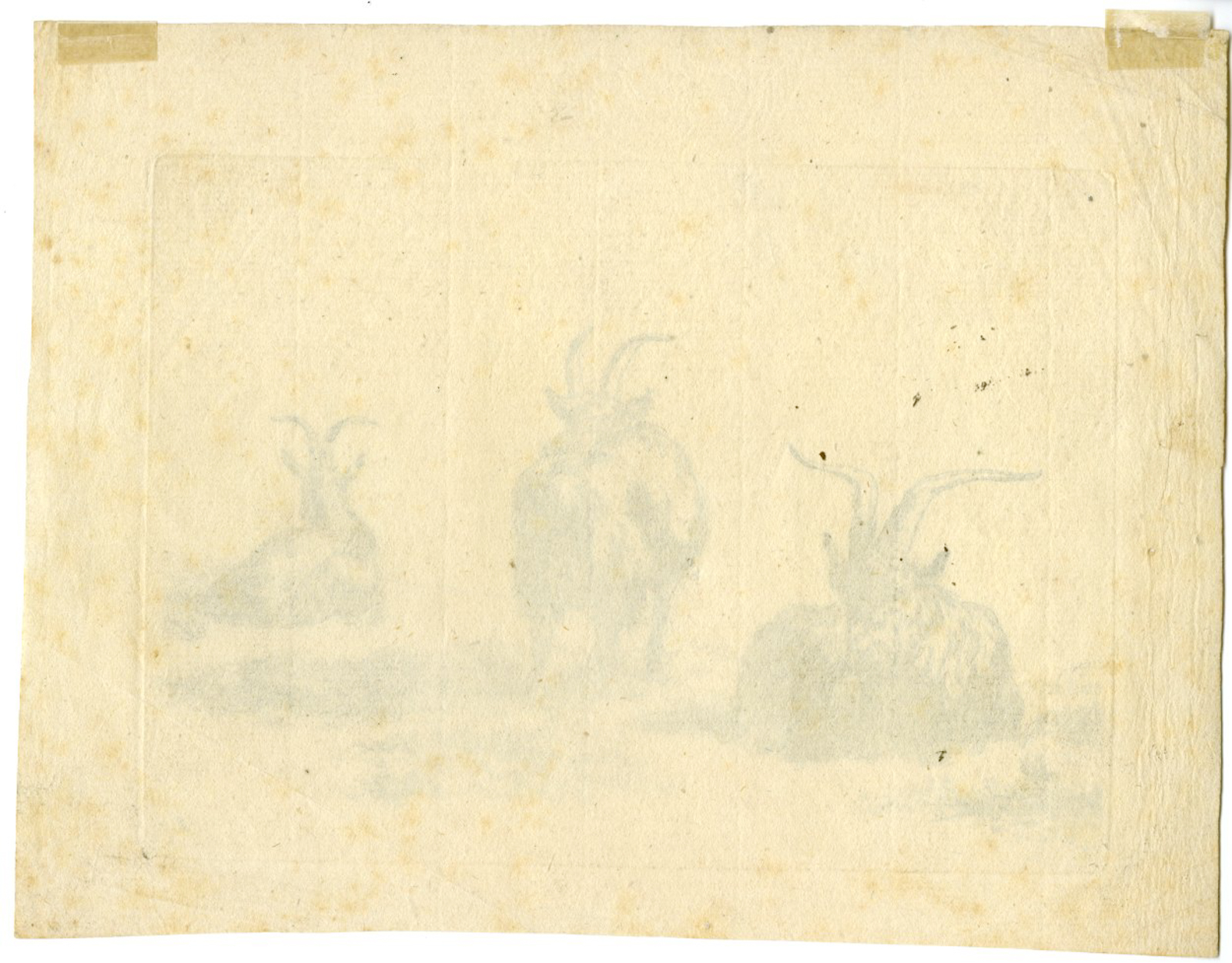 , Antique Master Print-GOATS-RESTING-Vivares-Berchem-1719-1780, Pictura Antique Prints
