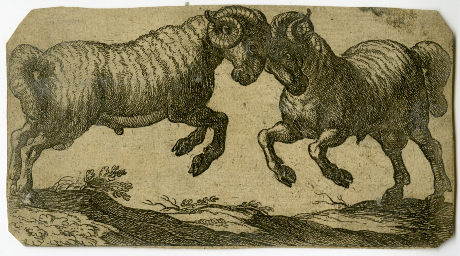, Antique Master Print-TWO-FIGHTING-RAMS-Tempesta-1600, Pictura Antique Prints