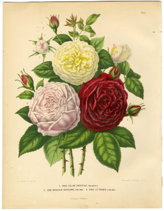 Antique Print-ROSE CELINE-ROSE SPECIES-PL 1-Severeyns-Wendel-1879