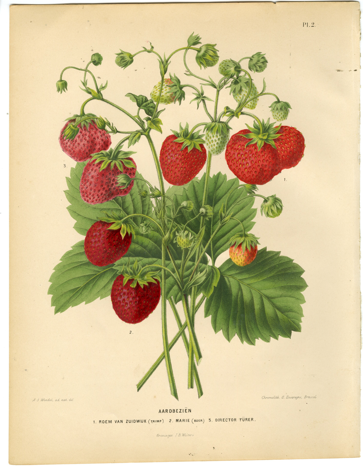 , Antique Print-STRAWBERRY-AARDBEZIEN-PL 2-Severeyns-Wendel-1879, Pictura Antique Prints