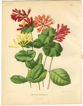Antique Print-HONEYSUCKLE-KAMPERFOELIE-PL 3-Severeyns-Wendel-1879