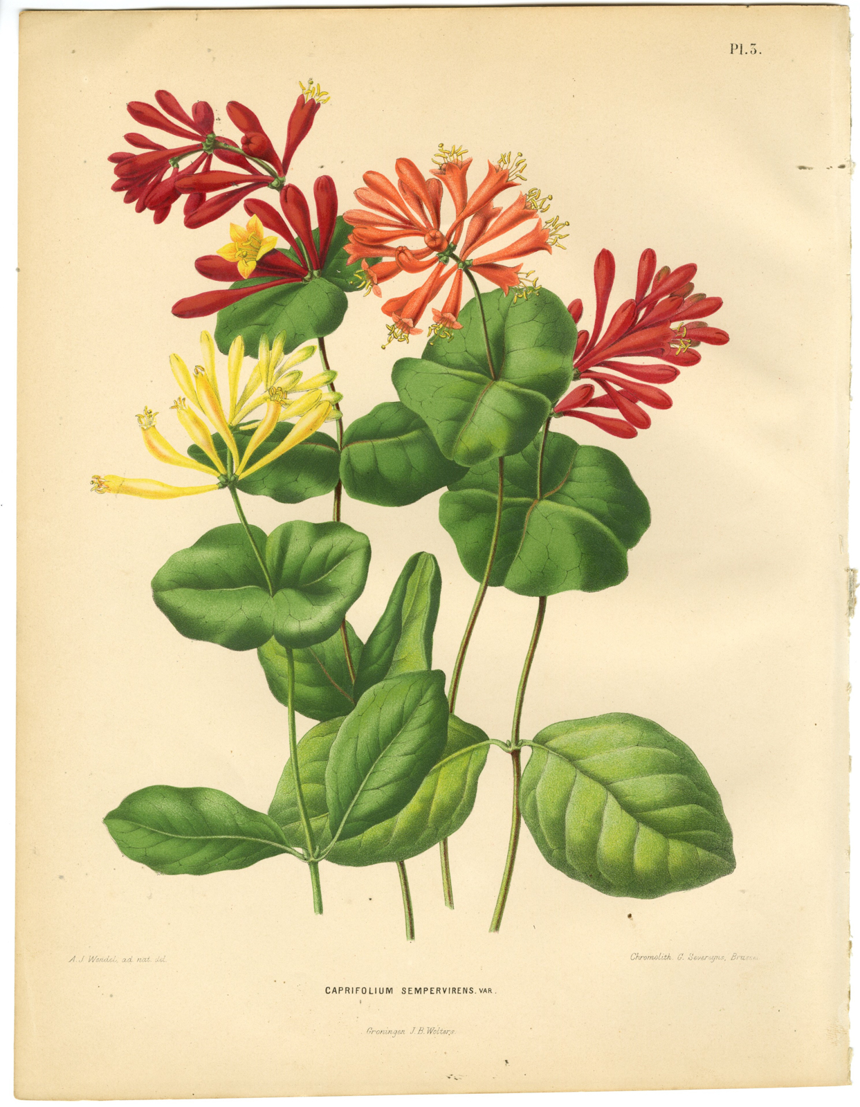, Antique Print-HONEYSUCKLE-KAMPERFOELIE-PL 3-Severeyns-Wendel-1879, Pictura Antique Prints