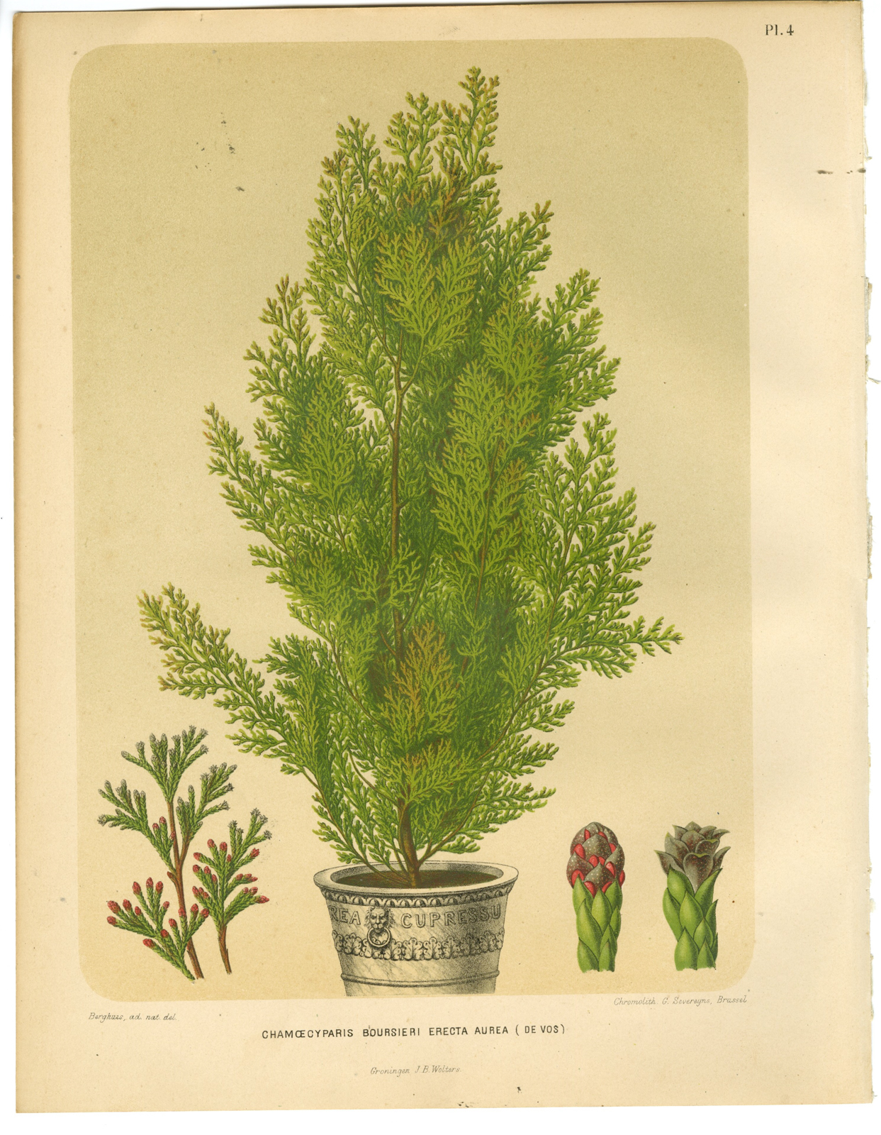 , Antique Print-CHAMAECYPARIS-PL 4-Severeyns-Wendel-1879, Pictura Antique Prints