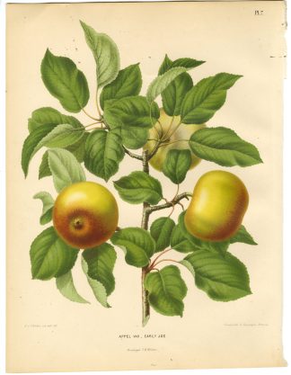 Antique Print-APPLE SPECIES-EARLY JOE-PL 7-Severeyns-Wendel-1879