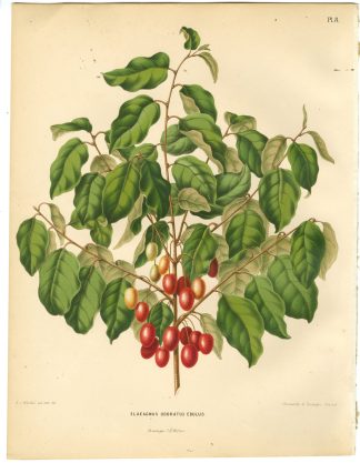 Antique Print-ELAEAGNUS-OLIVE WILLOW-PL 8-Severeyns-Wendel-1879