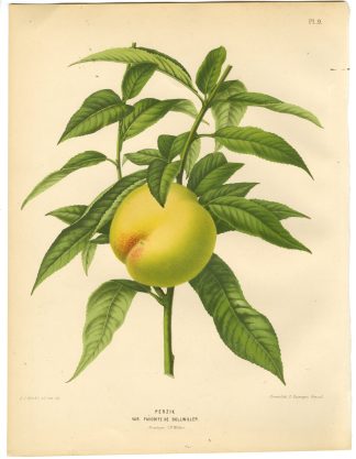 Antique Print-PEACH SPECIES-FAVORITE DE BOLLWILLER-PL 9-Severeyns-Wendel-1879