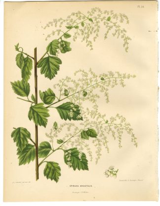 Antique Print-BEAM-TREEE-LEAVED-SPIRAEA-PL 10-Severeyns-Wendel-1879