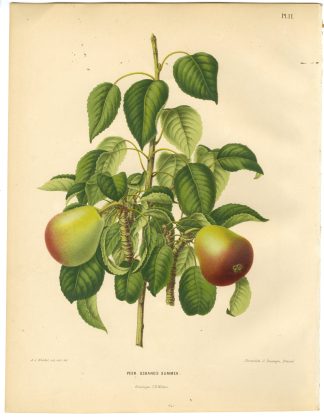 Antique Print-PEAR SPECIES-OSBAND'S SUMMER-PL 11-Severeyns-Wendel-1879