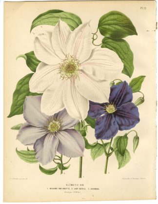 Antique Print-CLEMATIS SPECIES-PL 12-Severeyns-Wendel-1879