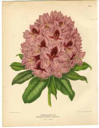Antique Print-RODODRENDRON SPECIES-BOSKOOP-PL 13-Severeyns-Wendel-1879