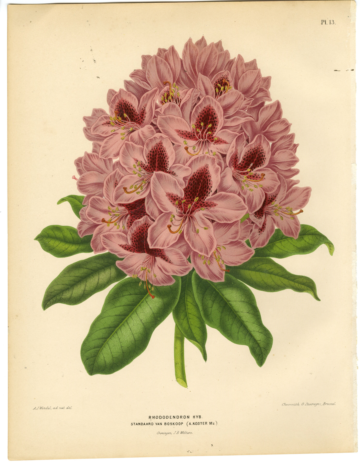 , Antique Print-RODODRENDRON SPECIES-BOSKOOP-PL 13-Severeyns-Wendel-1879, Pictura Antique Prints