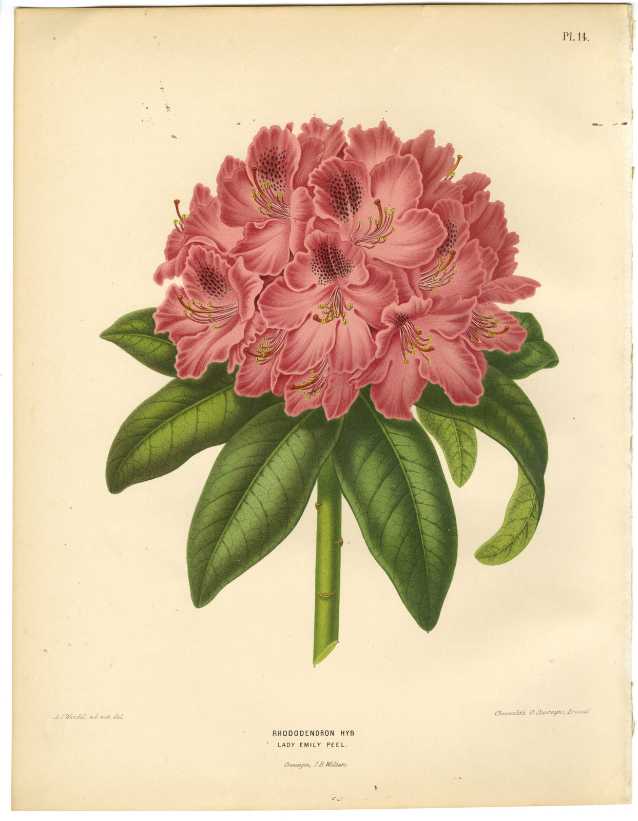 , Antique Print-RODODRENDRON SPECIES-LADY EMILY PEEL-PL 14-Severeyns-Wendel-1879, Pictura Antique Prints