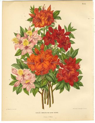 Antique Print-AZALEA SPECIES-PL 15-Severeyns-Wendel-1879
