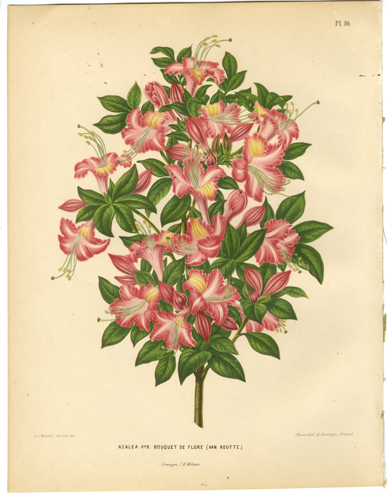 , Antique Print-AZALEA SPECIES-BOUQUET DE FLORE-PL 16-Severeyns-Wendel-1879, Pictura Antique Prints