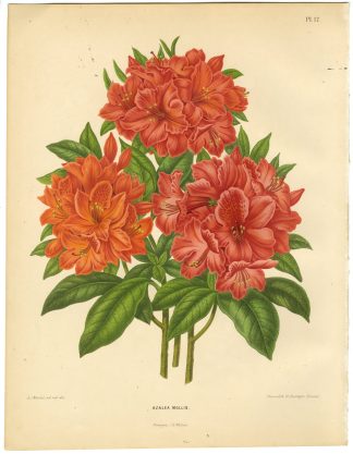 Antique Print-AZALEA SPECIES-MOLLIS-PL 17-Severeyns-Wendel-1879