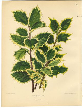 Antique Print-ILEX SPECIES-HULST-PL 18-Severeyns-Wendel-1879