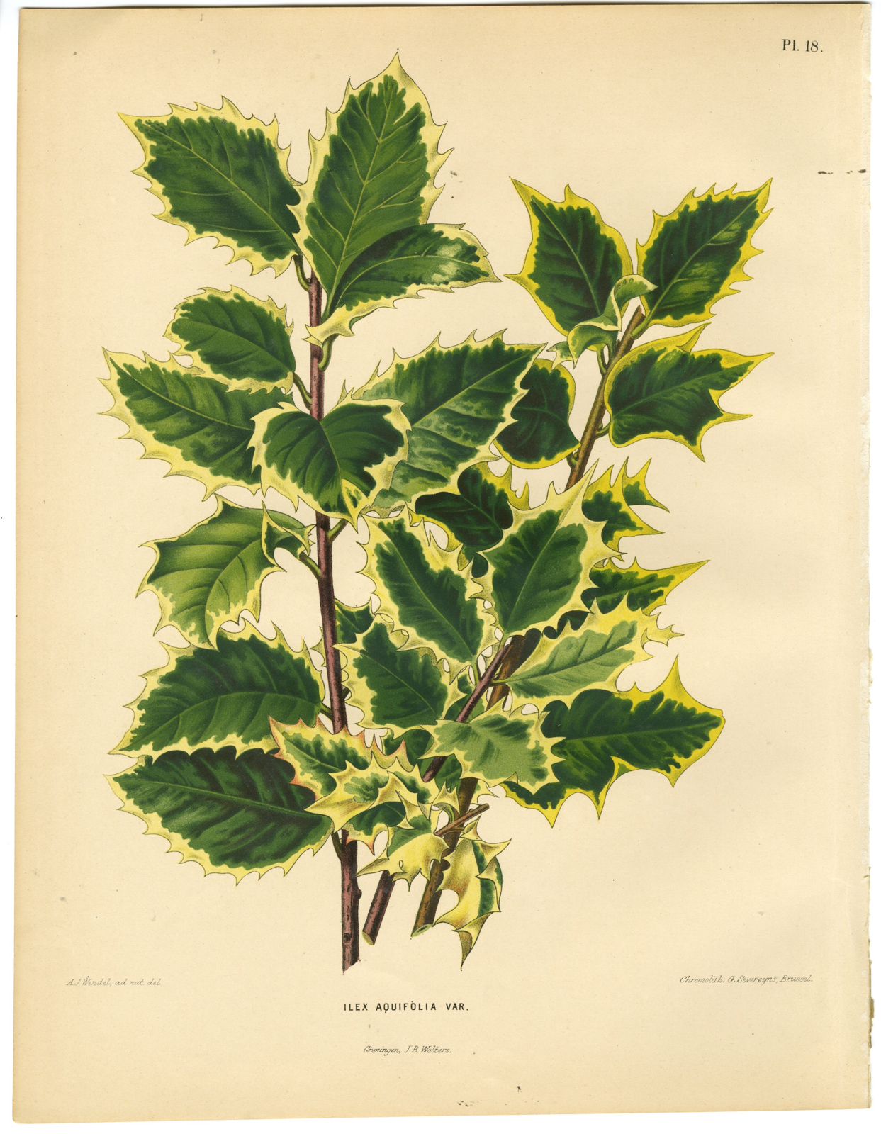, Antique Print-ILEX SPECIES-HULST-PL 18-Severeyns-Wendel-1879, Pictura Antique Prints