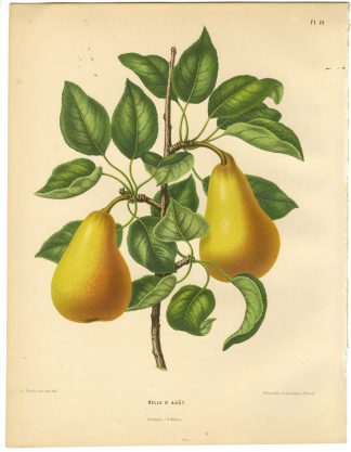 Antique Print-PEAR SPECIES-BELLE D'AOUT-PL 19-Severeyns-Wendel-1879