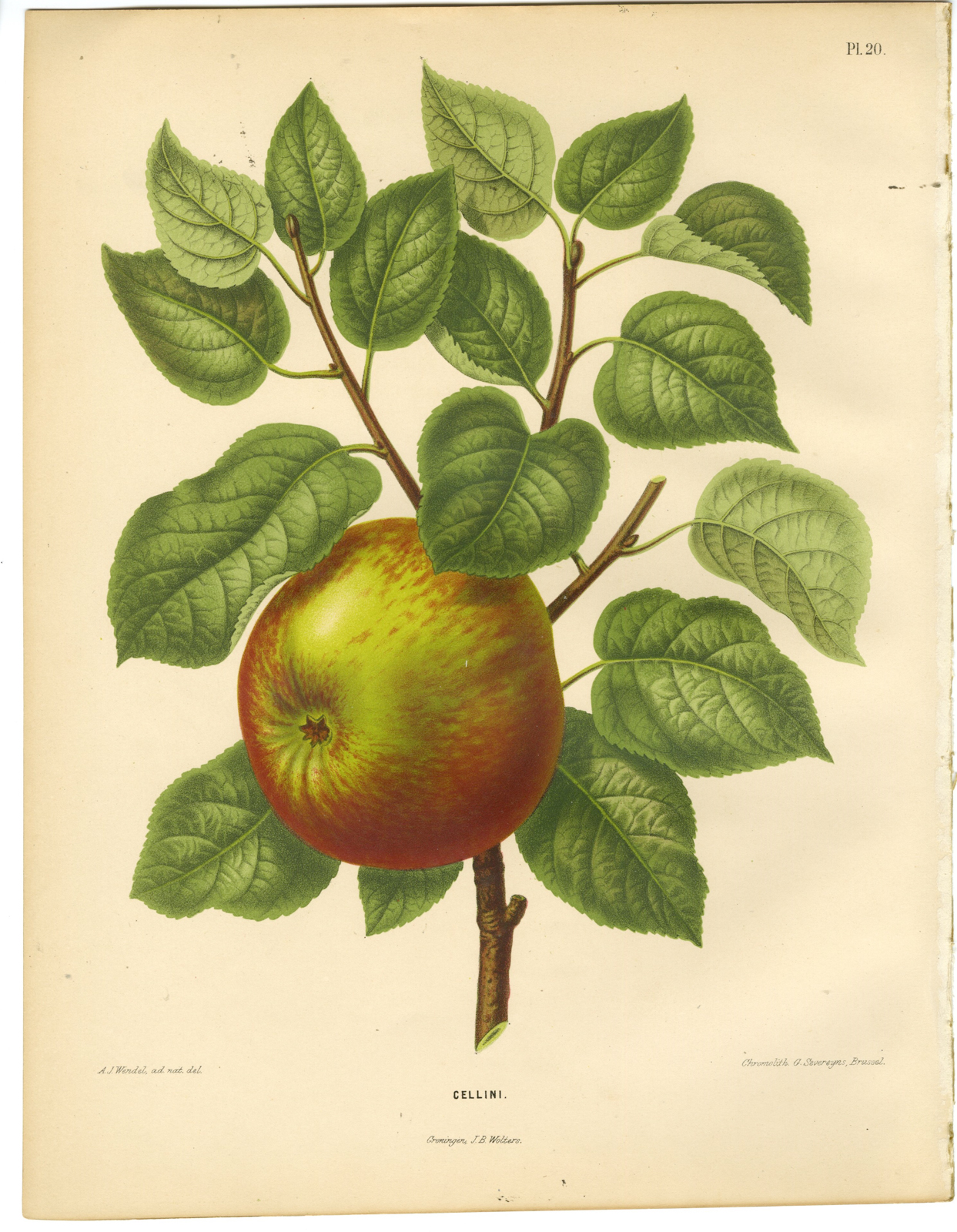 , Antique Print-APPLE SPECIES-CELLINI-PL 20-Severeyns-Wendel-1879, Pictura Antique Prints