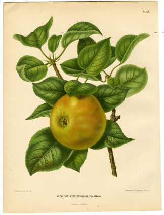 Antique Print-APPLE SPECIES-HEREFORDSHIRE PEARMAIN-PL 23-Severeyns-Wendel-1879