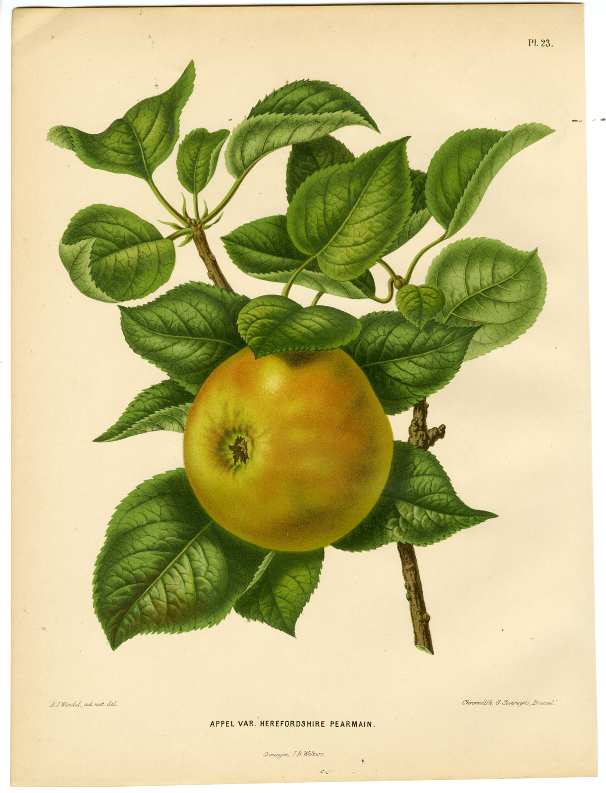 , Antique Print-APPLE SPECIES-HEREFORDSHIRE PEARMAIN-PL 23-Severeyns-Wendel-1879, Pictura Antique Prints