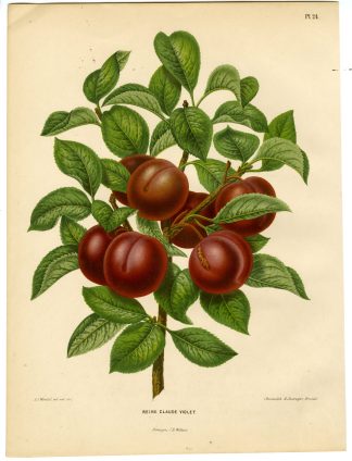 Antique Print-PLUM SPECIES-REINE CLAUDE-PL 24-Severeyns-Wendel-1879