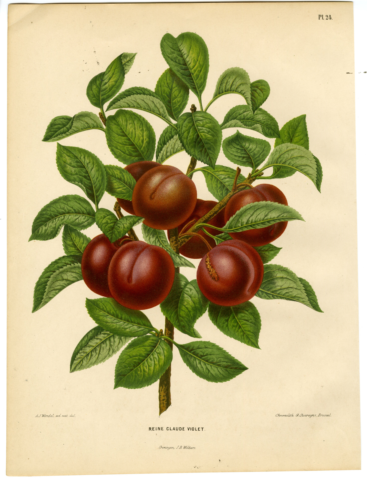 , Antique Print-PLUM SPECIES-REINE CLAUDE-PL 24-Severeyns-Wendel-1879, Pictura Antique Prints
