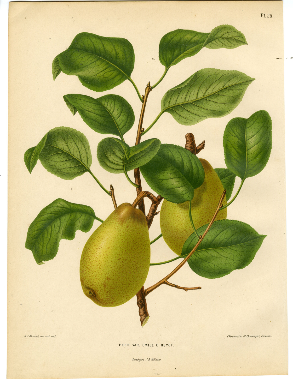 , Antique Print-PEAR SPECIES-EMILE D’HEYST-PL 25-Severeyns-Wendel-1879, Pictura Antique Prints