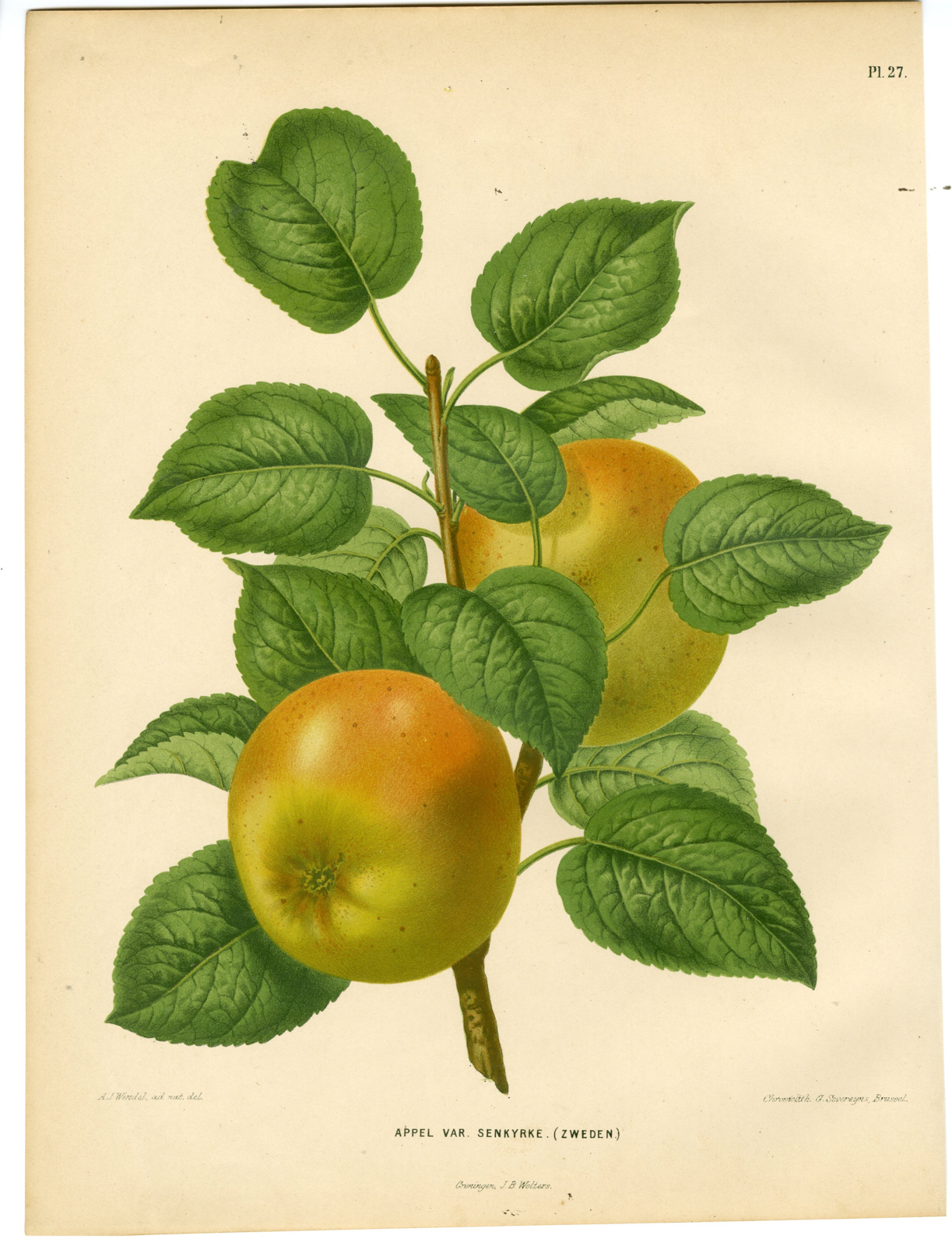 , Antique Print-SWEDISH APPEL SPECIES-SENKYRKE-PL 27-Severeyns-Wendel-1879, Pictura Antique Prints