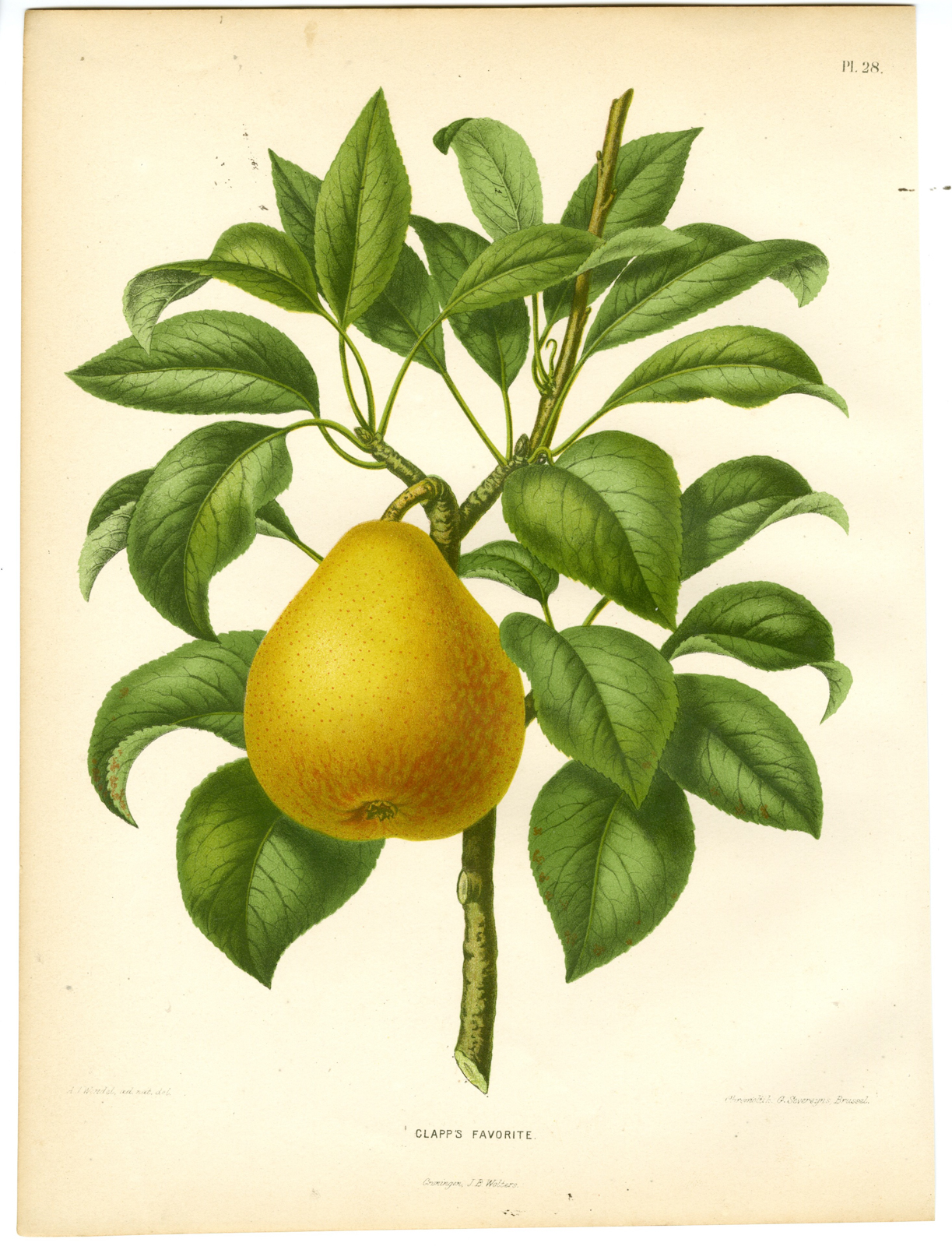 , Antique Print-PEAR SPECIES-CLAPP’S FAVORITE-PL 28-Severeyns-Wendel-1879, Pictura Antique Prints