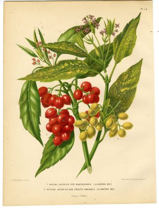 Antique Print-AUCUBA SPECIES-JAPANESE BREADTREE-PL 34-Severeyns-Wendel-1879