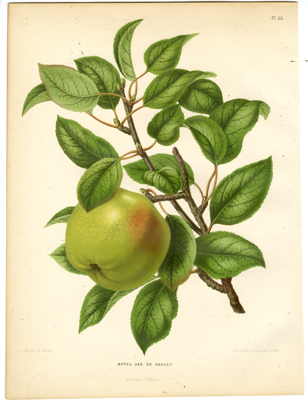 , Antique Print-APPLE SPECIES-DR. HARVEY-PL 35-Severeyns-Wendel-1879, Pictura Antique Prints