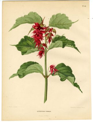 Antique Print-LEYCESTERIA FORMOSA=PHEASANT BERRY-PL 36-Severeyns-Wendel-1879
