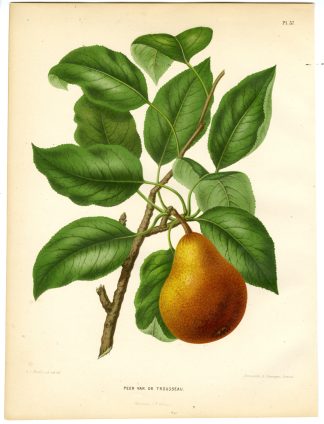Antique Print-PEAR SPECIES-DR. TROUSSEAU-PL 37-Severeyns-Wendel-1879
