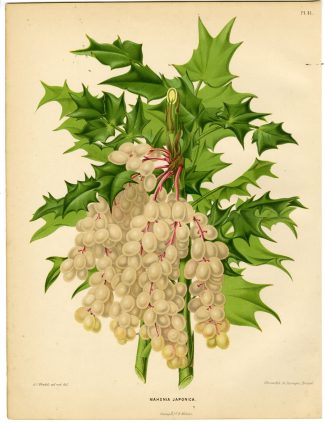 Antique Print-BERBERIS JAPONICA-MAHOIA-PL 41-Severeyns-Wendel-1879