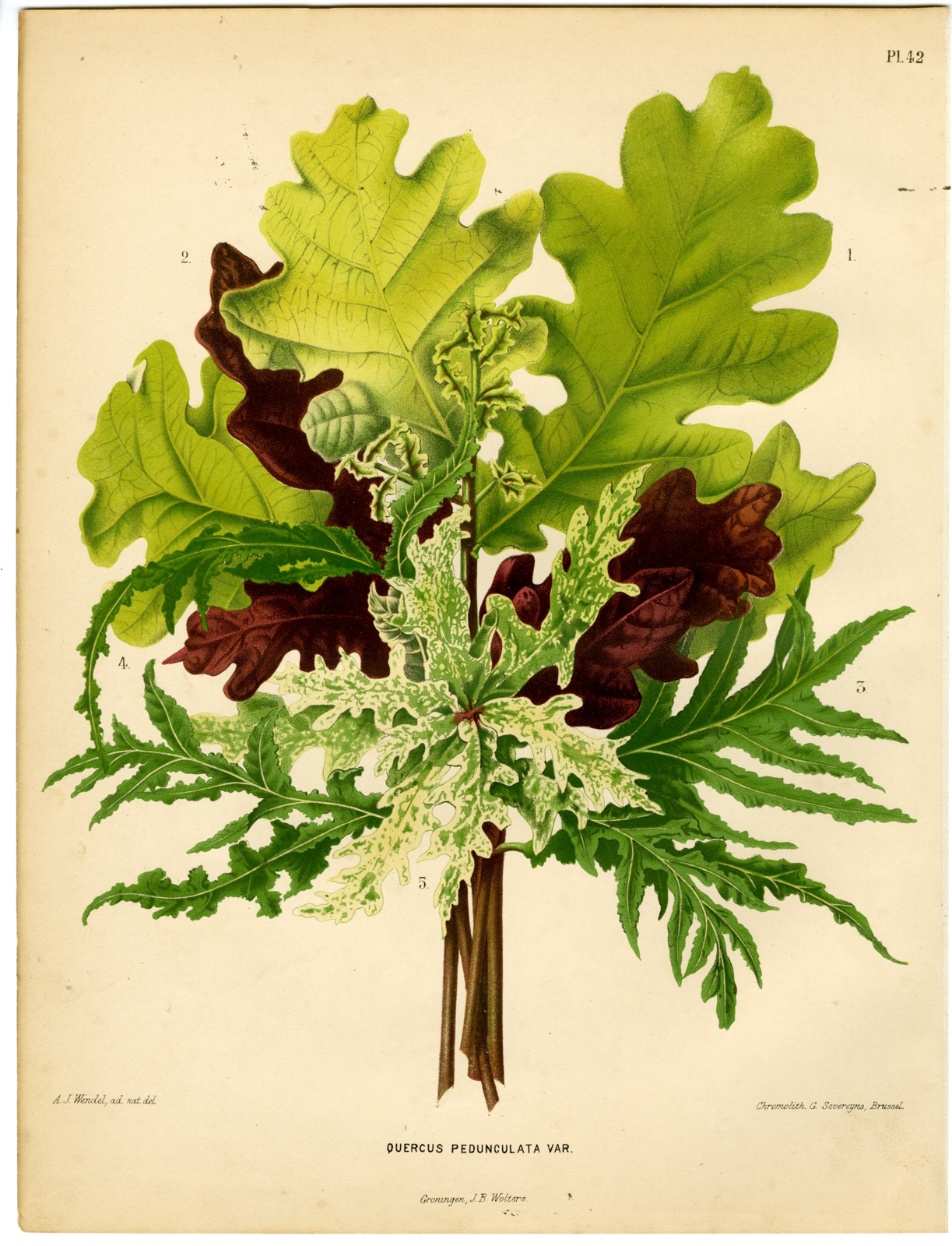 Pictura 03465 416x544 Antique Print-OAK SPECIES-QUERCUS ROBUR-PENDUNCULATE-PL 42-Severeyns-Wendel-1879