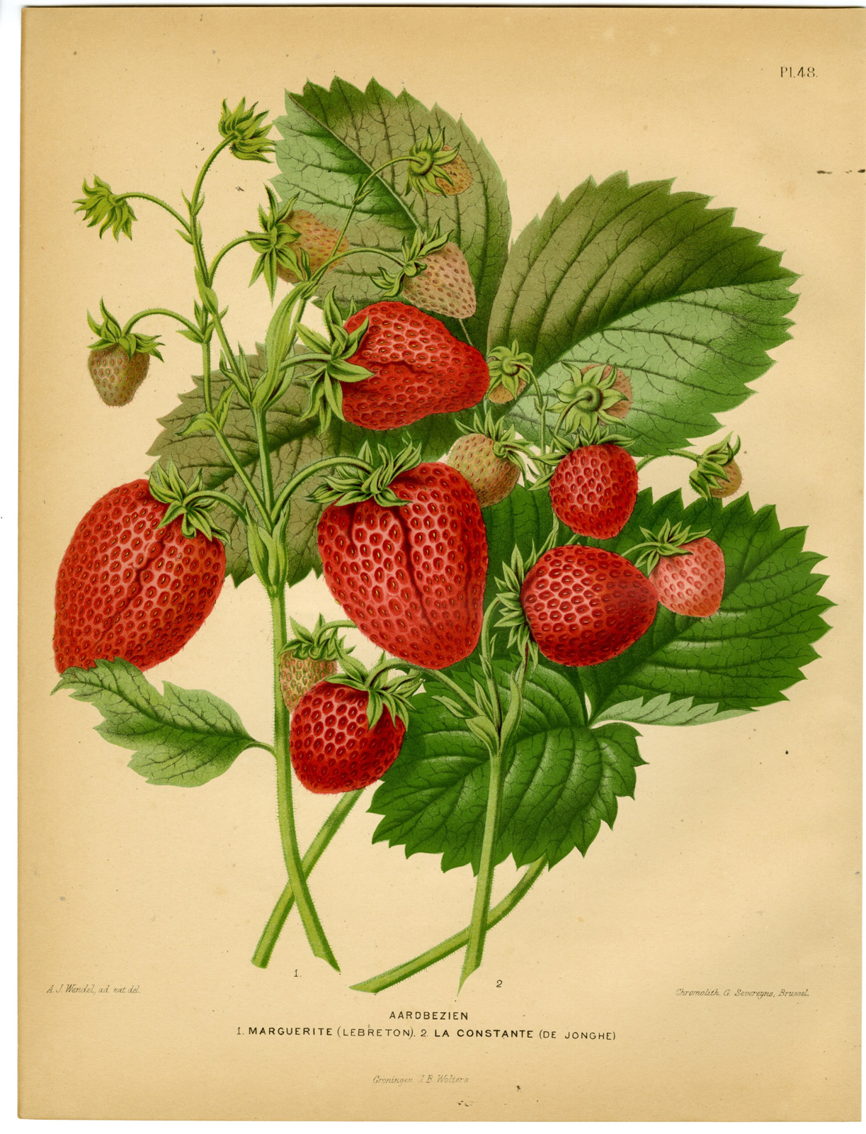 , Antique Print-STRAWBERRY SPECIES MARGUERITE-CONSTANTE-P 48-Severeyns-Wendel-1879, Pictura Antique Prints
