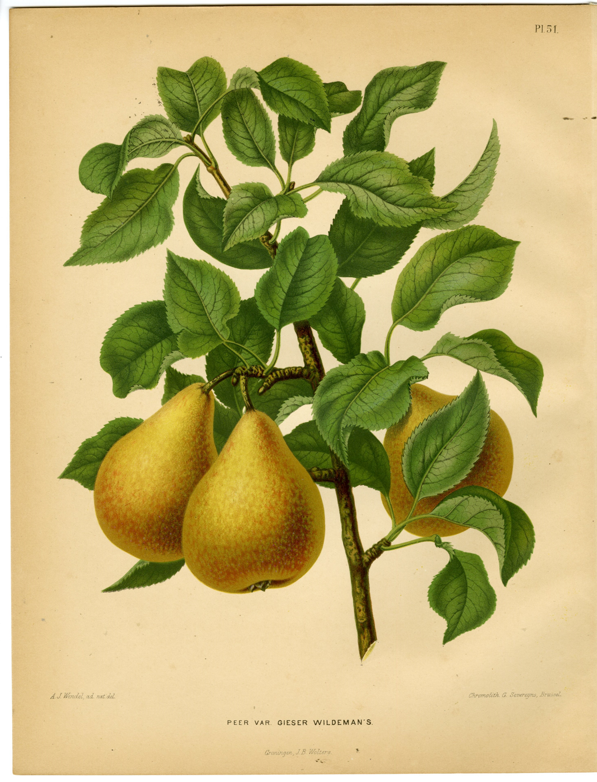 , Antique Print-PEAR SPECIES-GIESER WILDEMAN’S-PL 51-Severeyns-Wendel-1879, Pictura Antique Prints