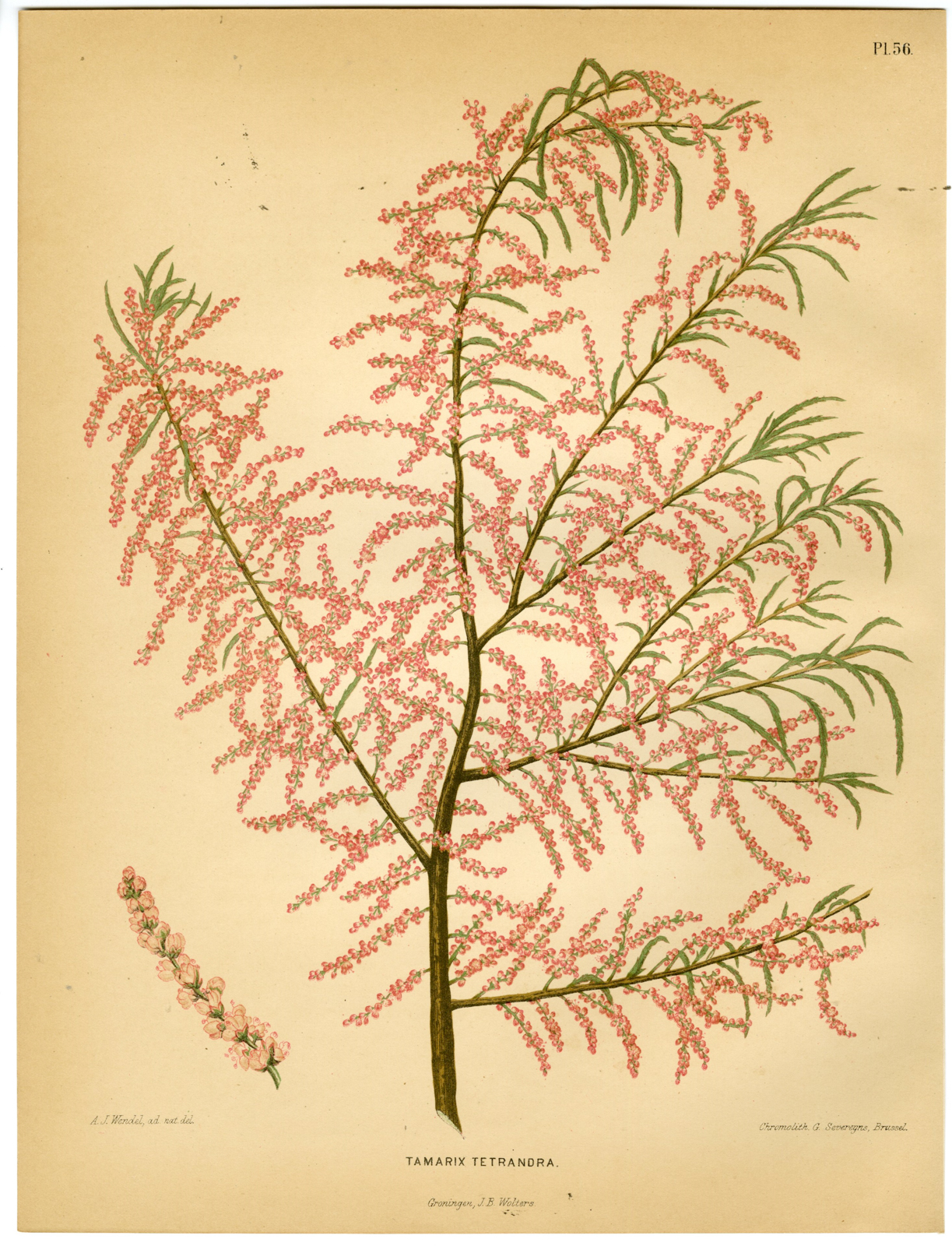 , Antique Print-TAMARISK SPECIES-FOUR-STAMEN-TETRANDRA-PL 56-Severeyns-Wendel-1879, Pictura Antique Prints