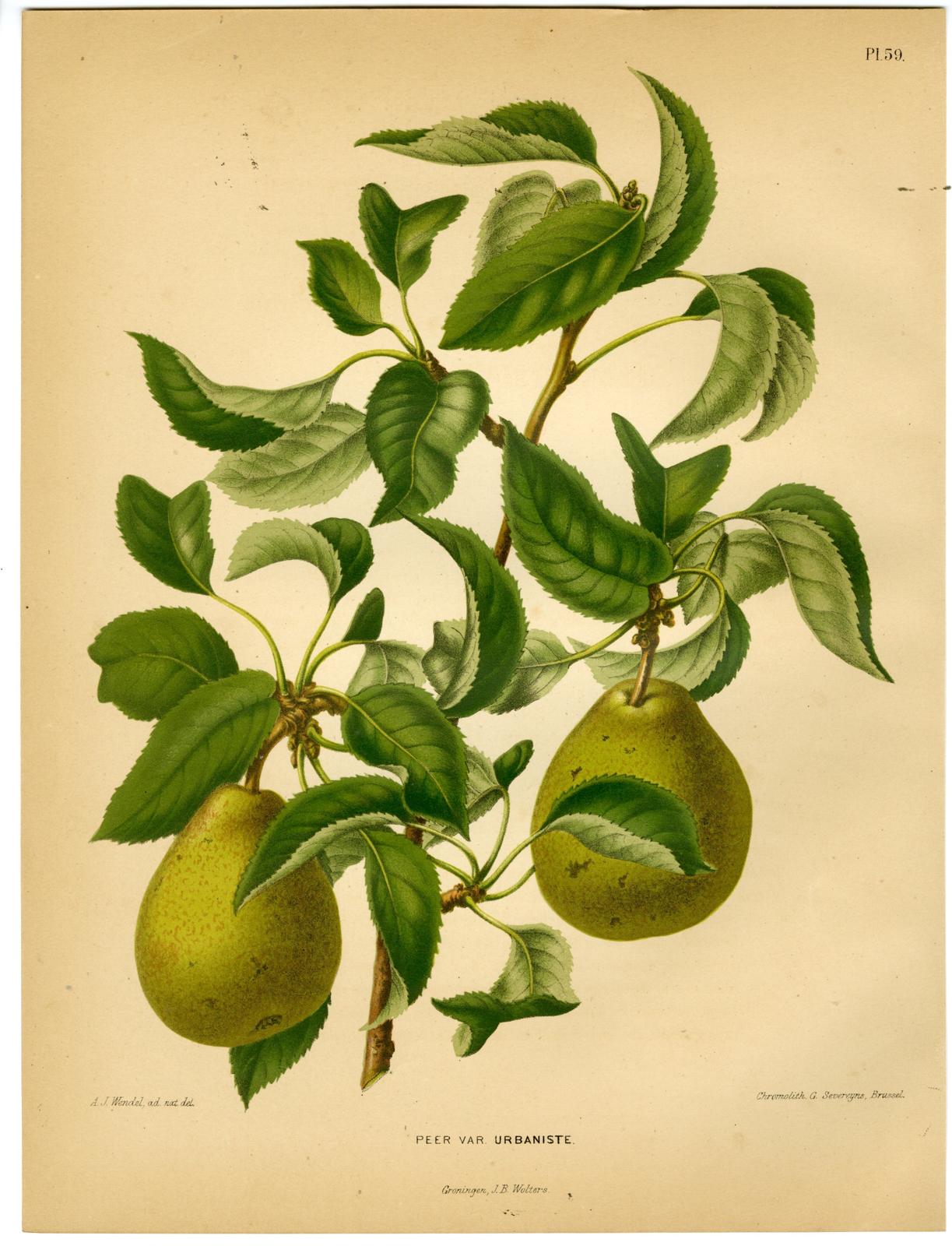 , Antique Print-PEAR SPECIES-URBANISTE-PL 59-Severeyns-Wendel-1879, Pictura Antique Prints