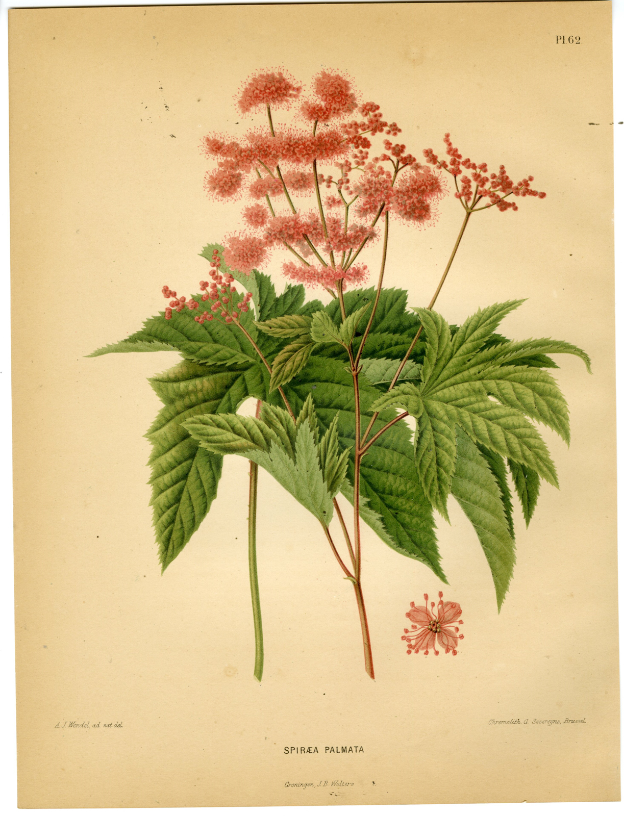 , Antique Print-SPIREA PALMATA SPECIES-PL 62-Severeyns-Wendel-1879, Pictura Antique Prints