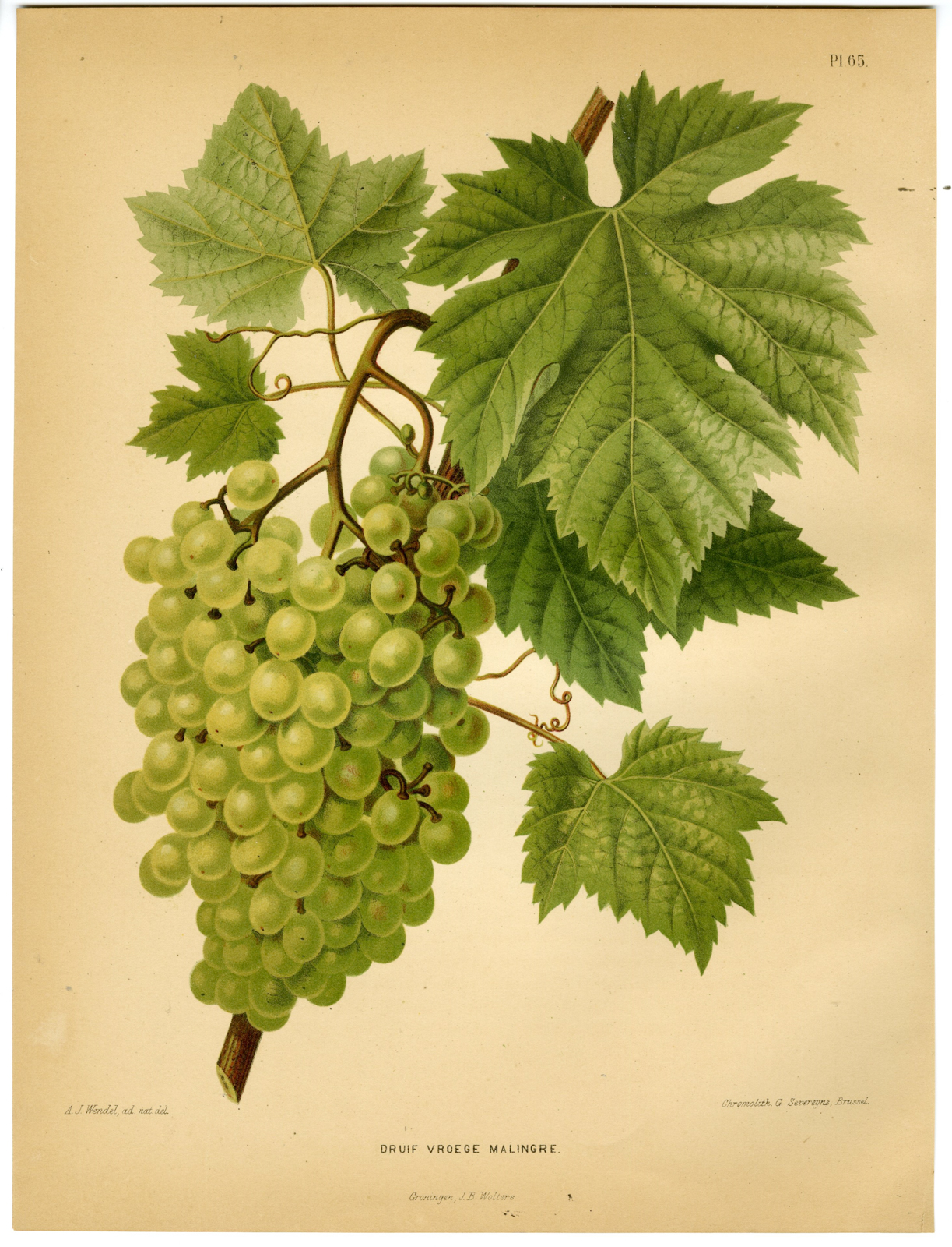 , Antique Print-GRAPE SPECIES-EARLY MALINGRE-PL 65-Severeyns-Wendel-1879, Pictura Antique Prints